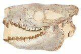 Fossil Oreodont (Merycoidodon) Skull - South Dakota #263495-1